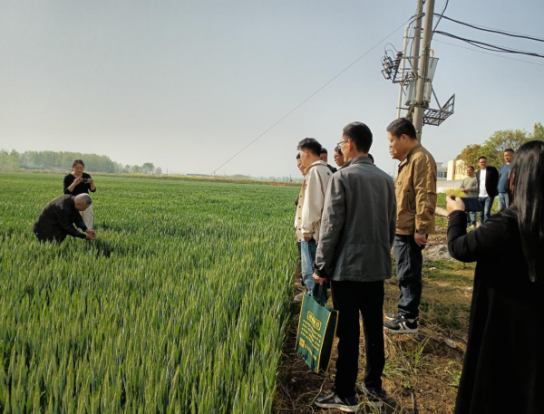 邓州市林扒镇：开展麦田春季管理培训筑牢粮食安全根基(图2)