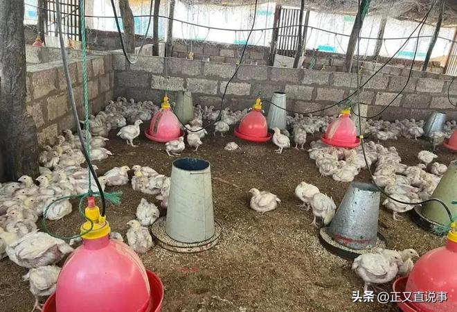 57岁中国女农场主赞比亚遇难黑人雇工成嫌疑人追捕时跳河逃生(图5)