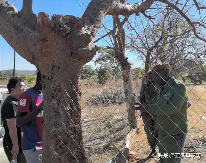 57岁中国女农场主赞比亚遇难黑人雇工成嫌疑人追捕时跳河逃生(图22)